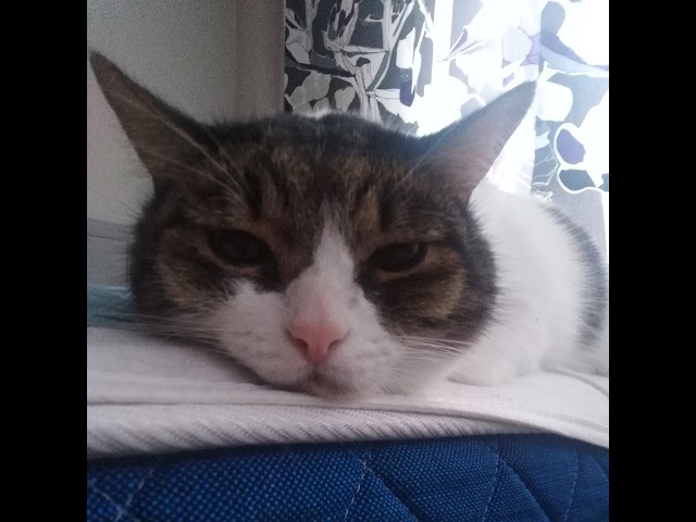 Котик Симба в прямом эфире!