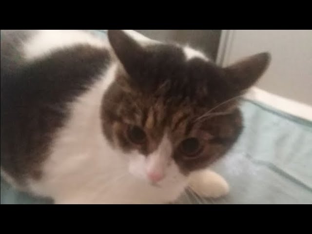 уебак из Тосно