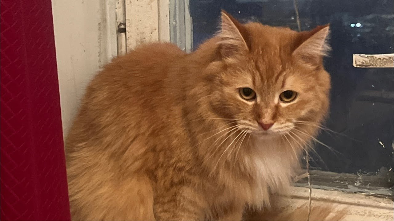 Доброй ночи) 🌸😄