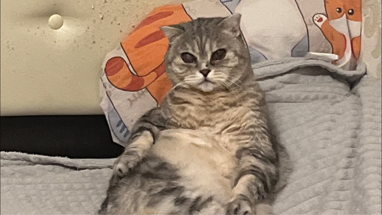 я стримлю кста